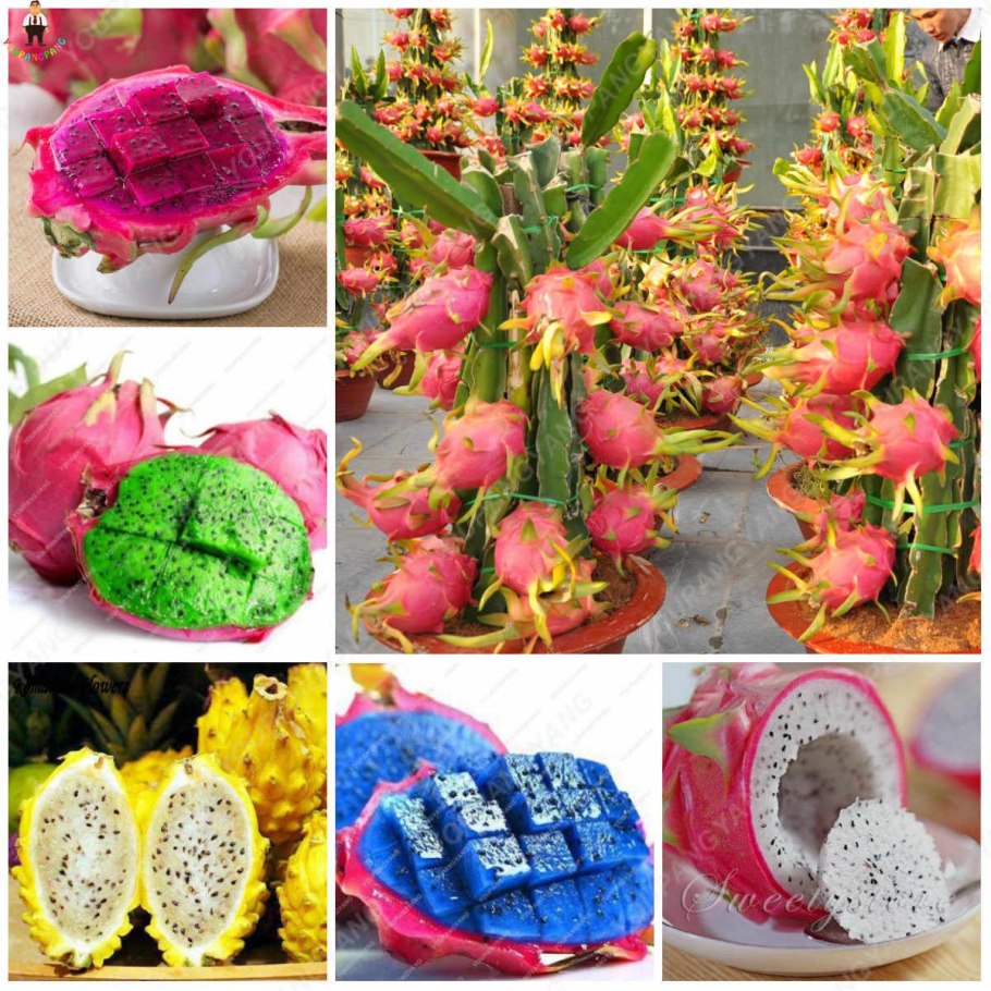 Паттайя Драконий фрукт