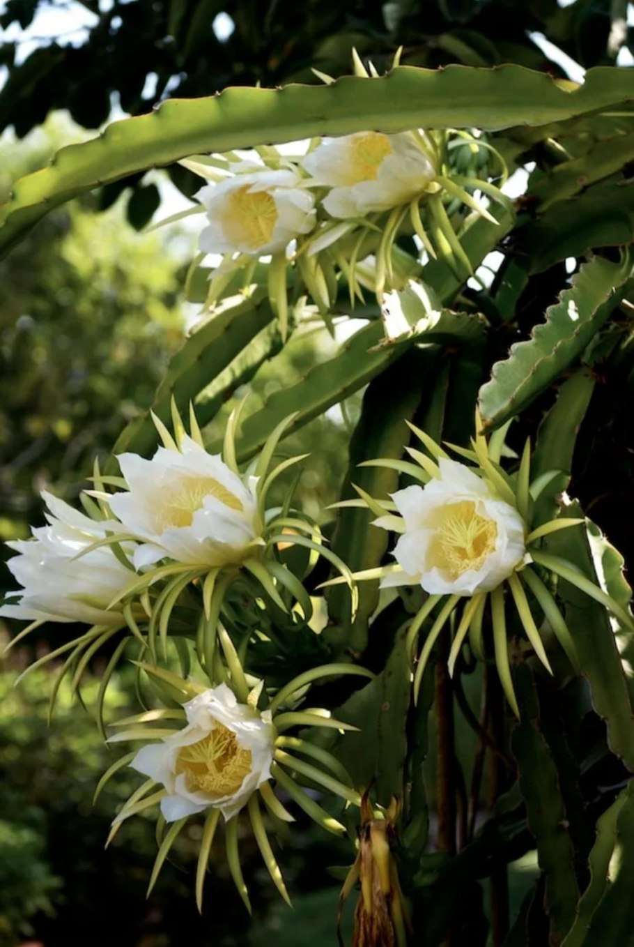 Питахайя цветение