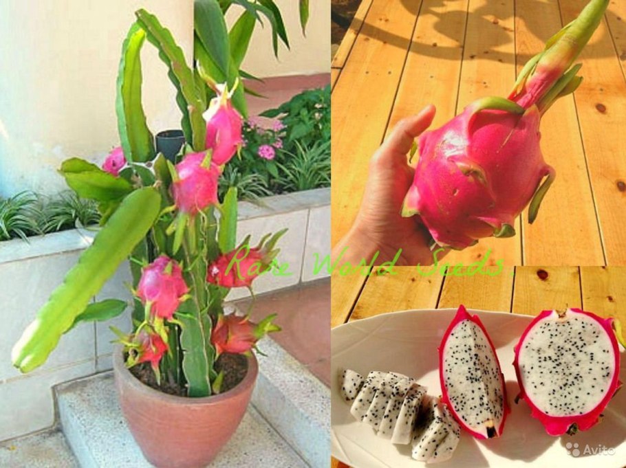 Плодоносящий Кактус питайя