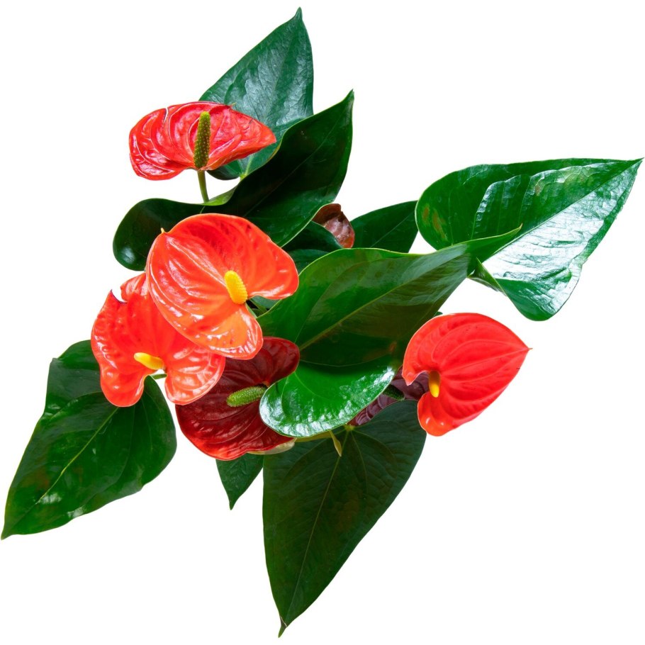 Пуансеттия Euphorbia pulcherrima