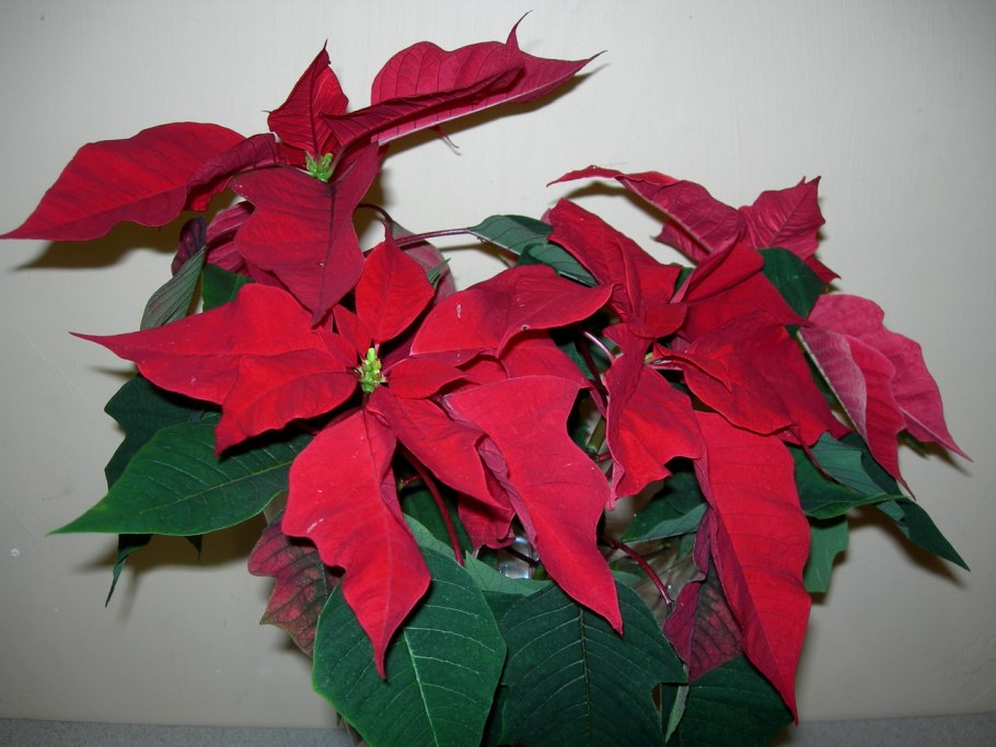 Сорт 'Calimero' гиппеаструм