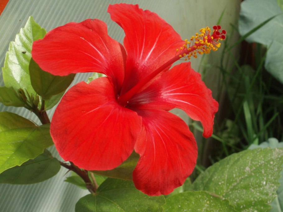 Эсхинантус цветок