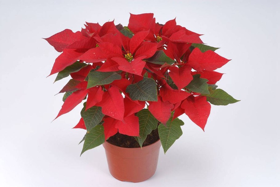 Комнатный цветок пуансетия