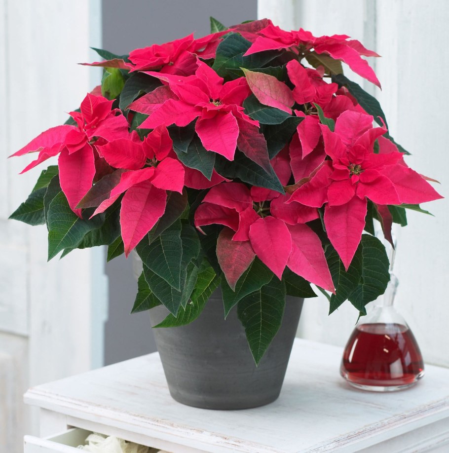 Антуриум карма ред