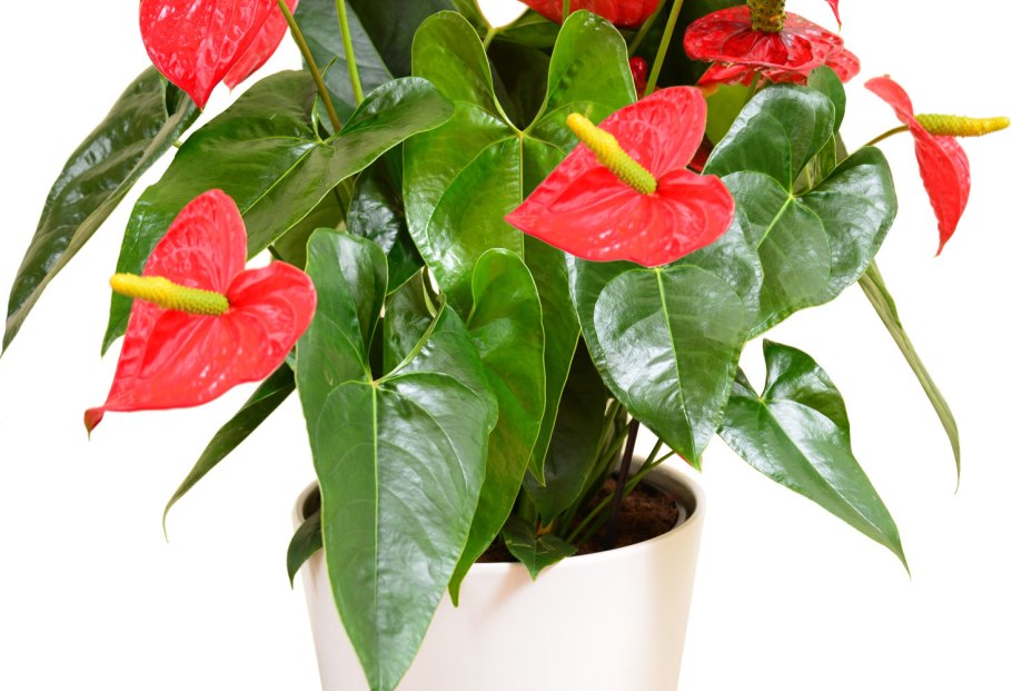 Гиппеаструм амариллис