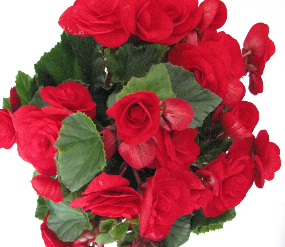 Цветок паунсенсия