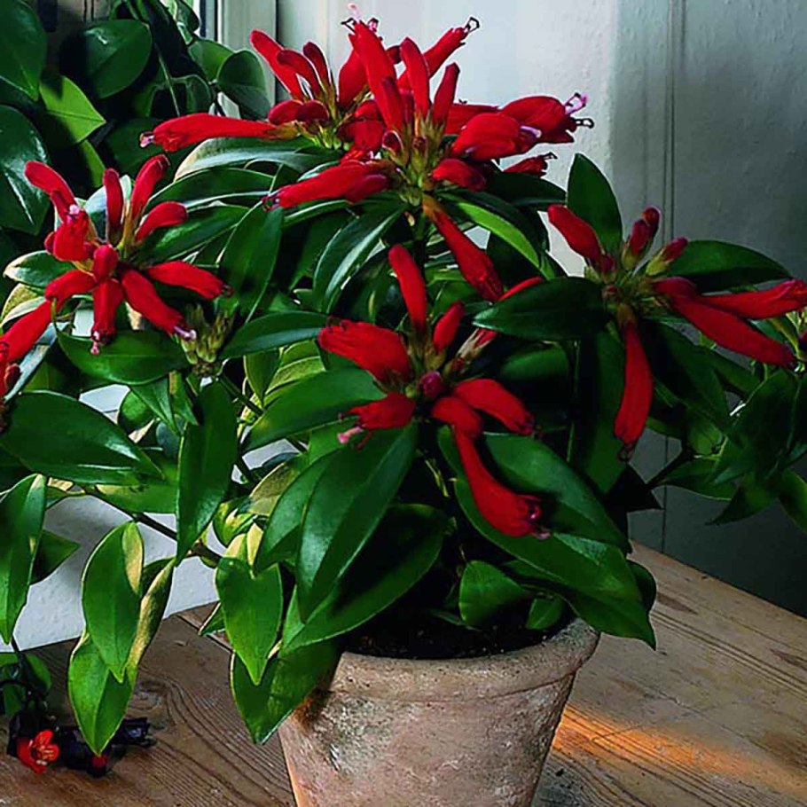 Антуриум Андре красный