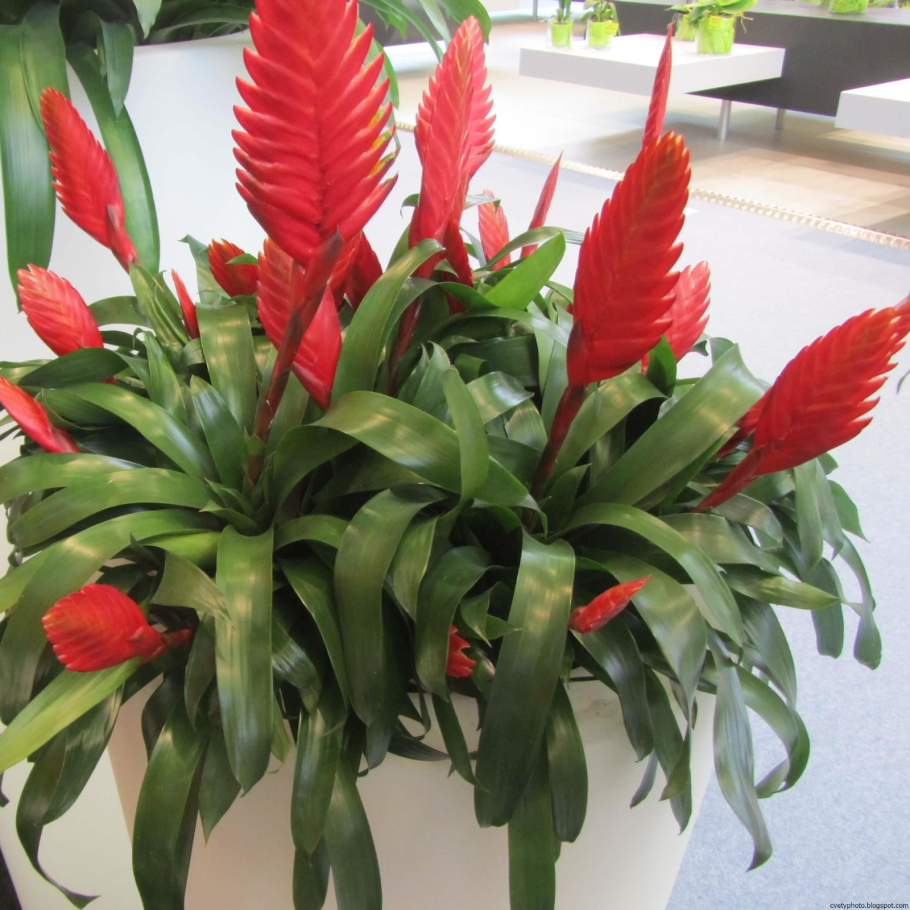 Антуриум Андре микс