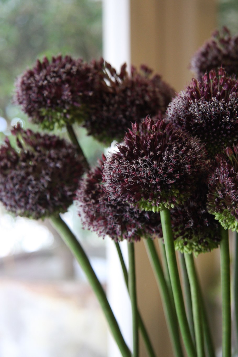 Allium amethystinum Forelock