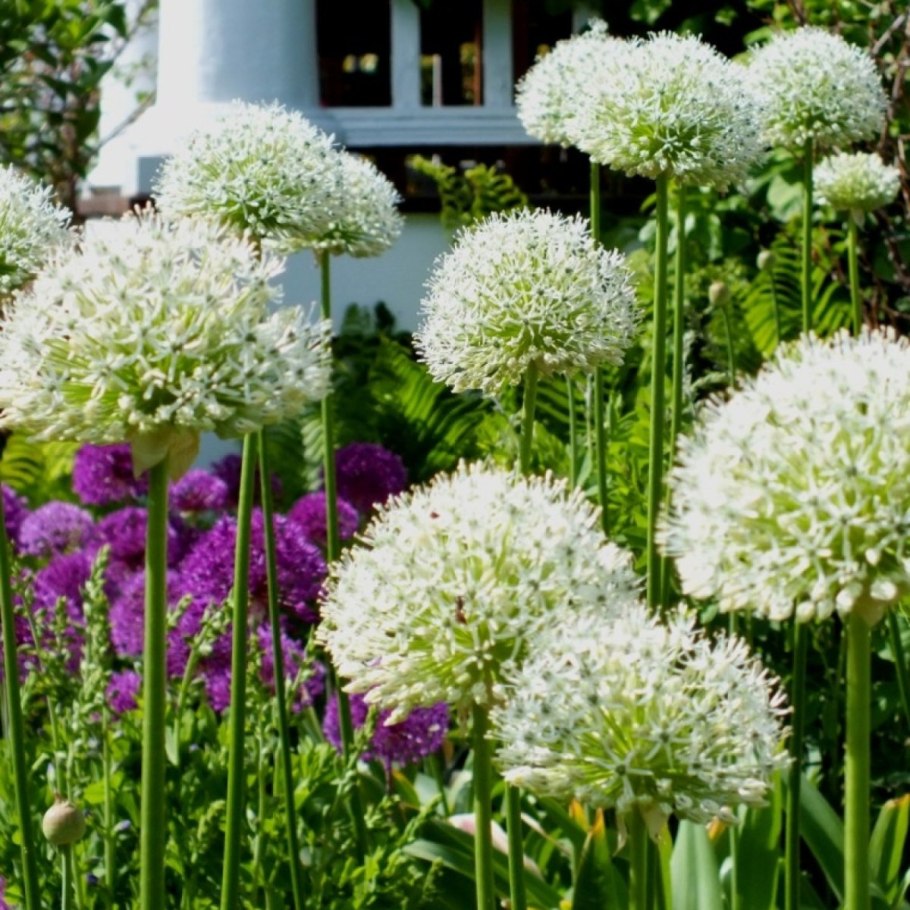 Аллиум Меркуриус