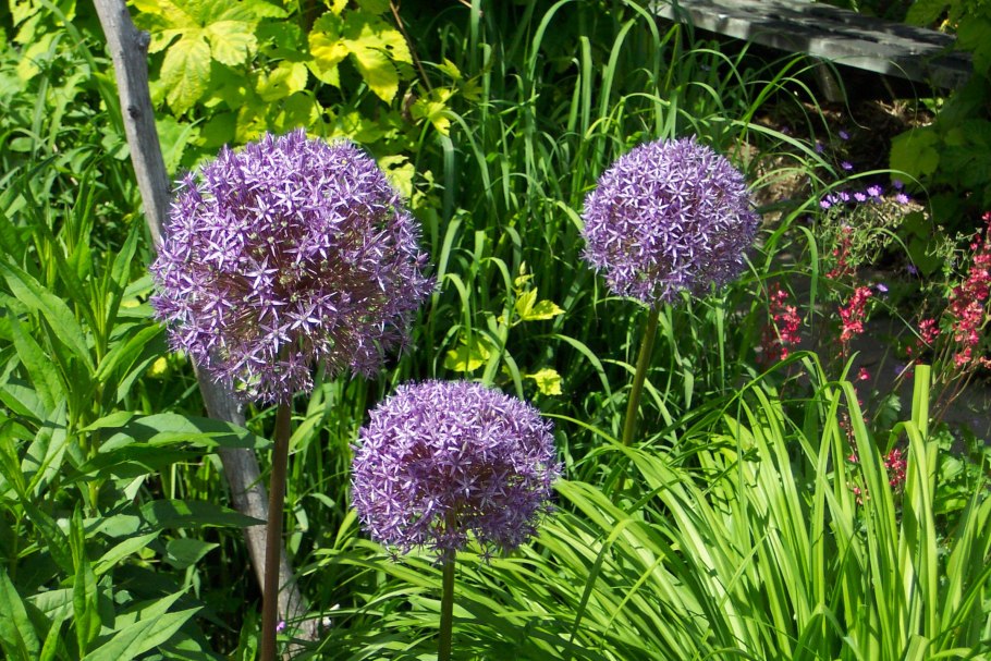 Аллиум Амбассадор