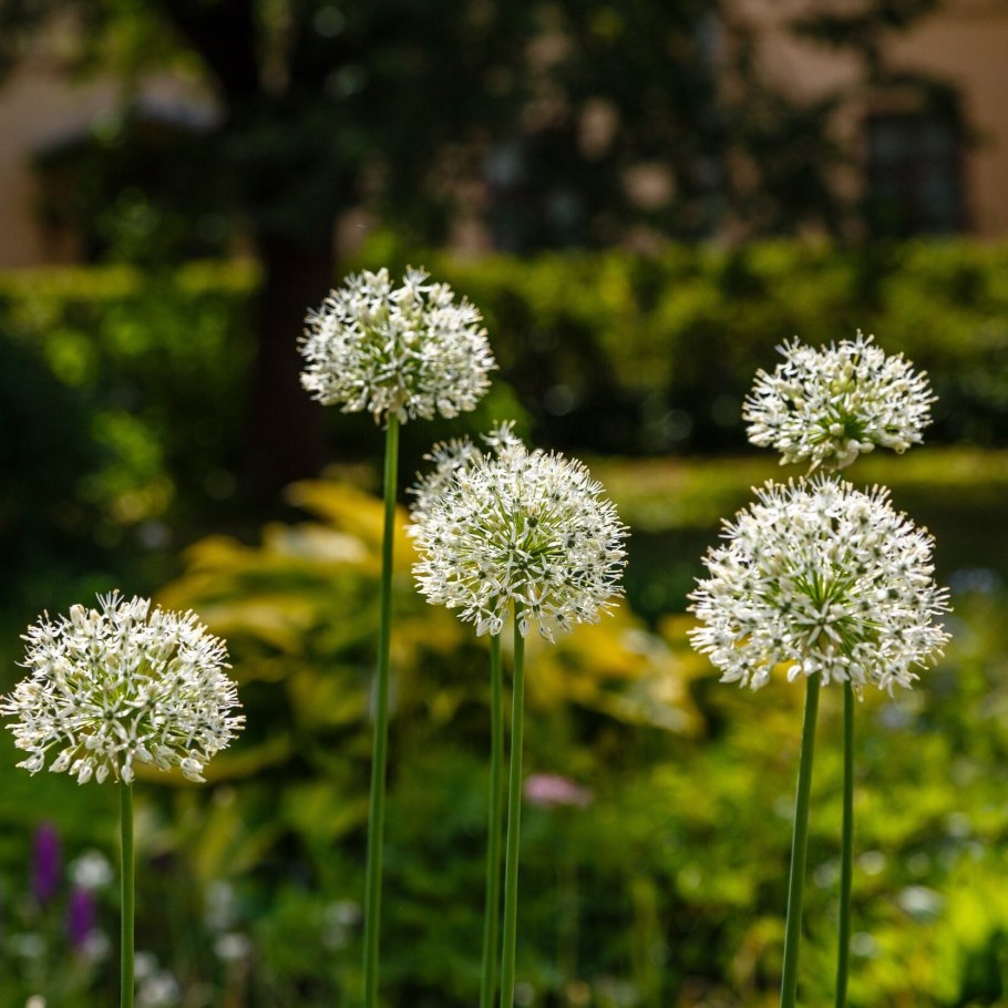 Пур Пур цветы