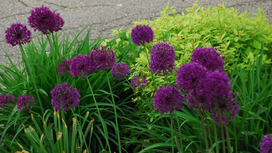 Mount Everest аллиум