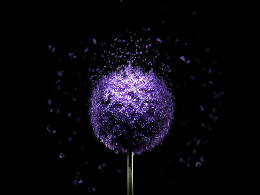 Лук аллиум Маунт Эверест