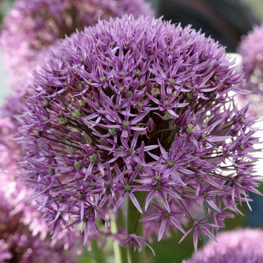 Аллиум Пурпл сенсейшен