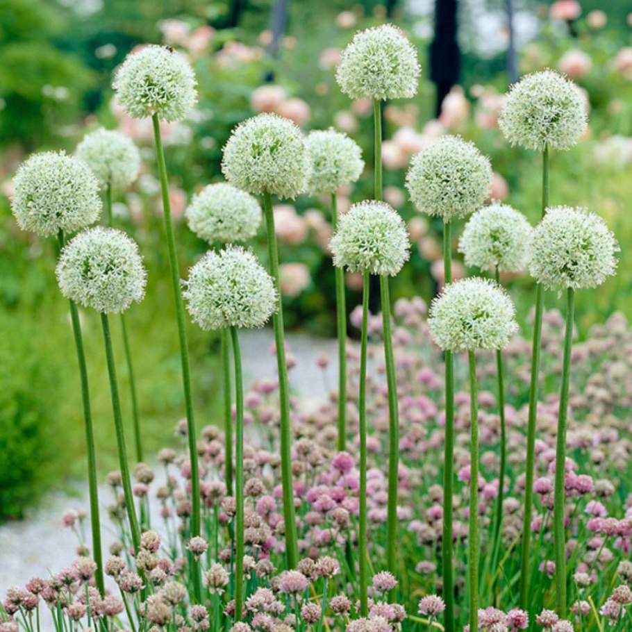 Лук декоративный ин орбит