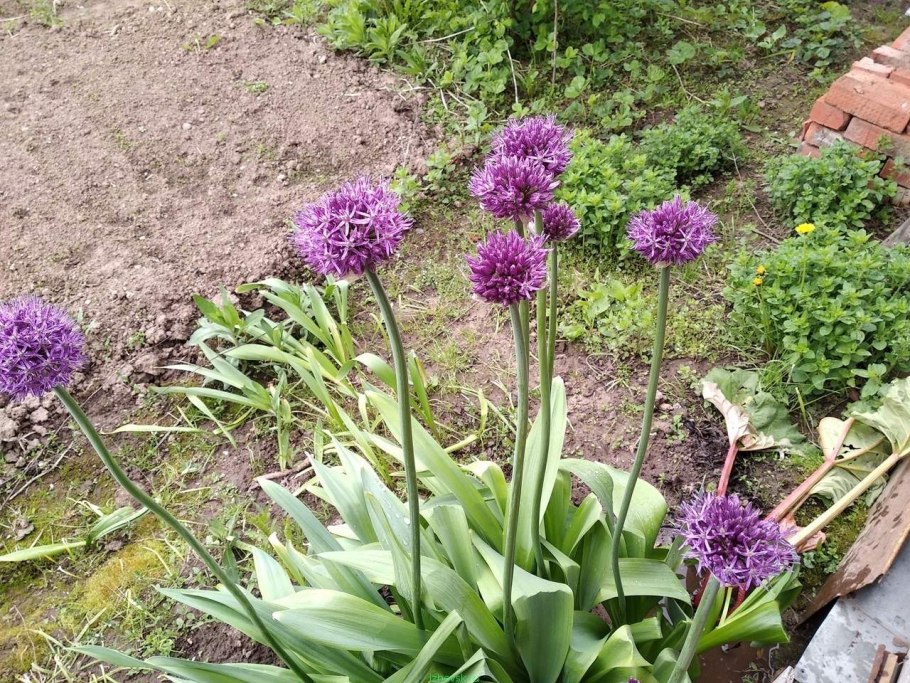 Лук Allium Cepa