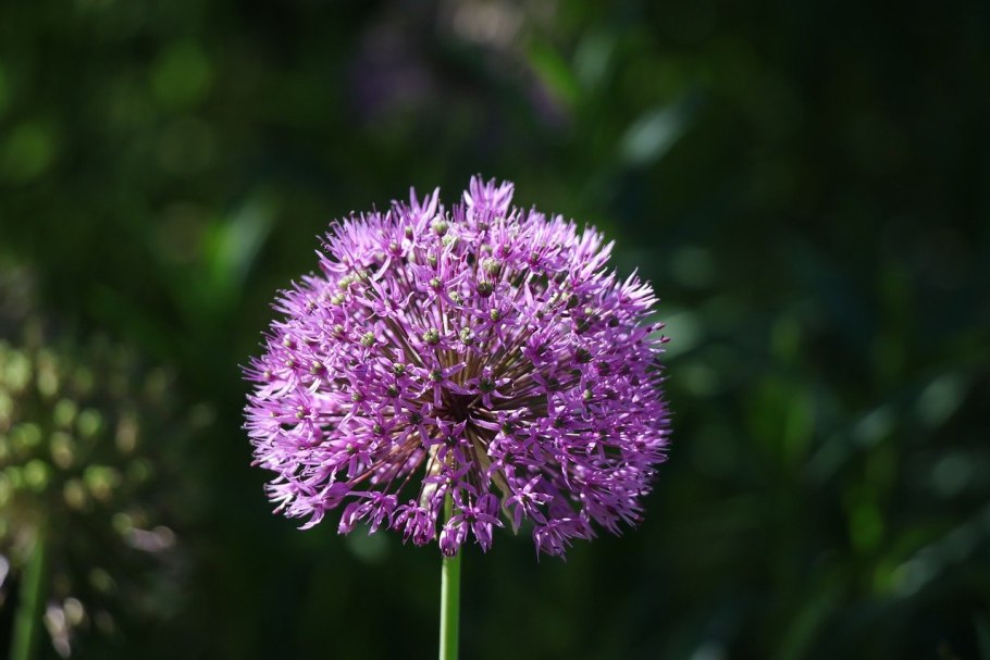 Аллиум микс