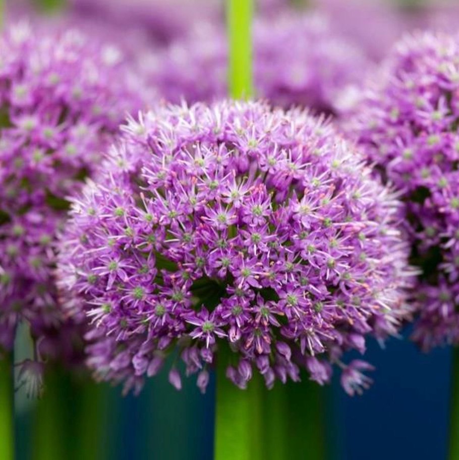 Декоративный лук ньюденшин Роуз