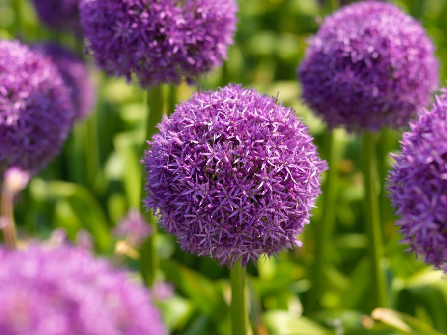 Лук пинбол Визард