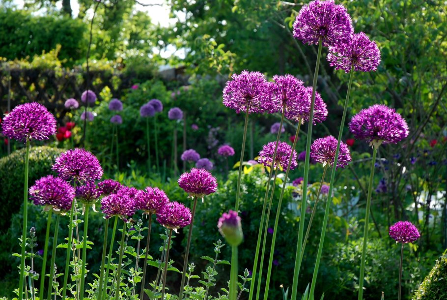 Аллиум фиолетовый