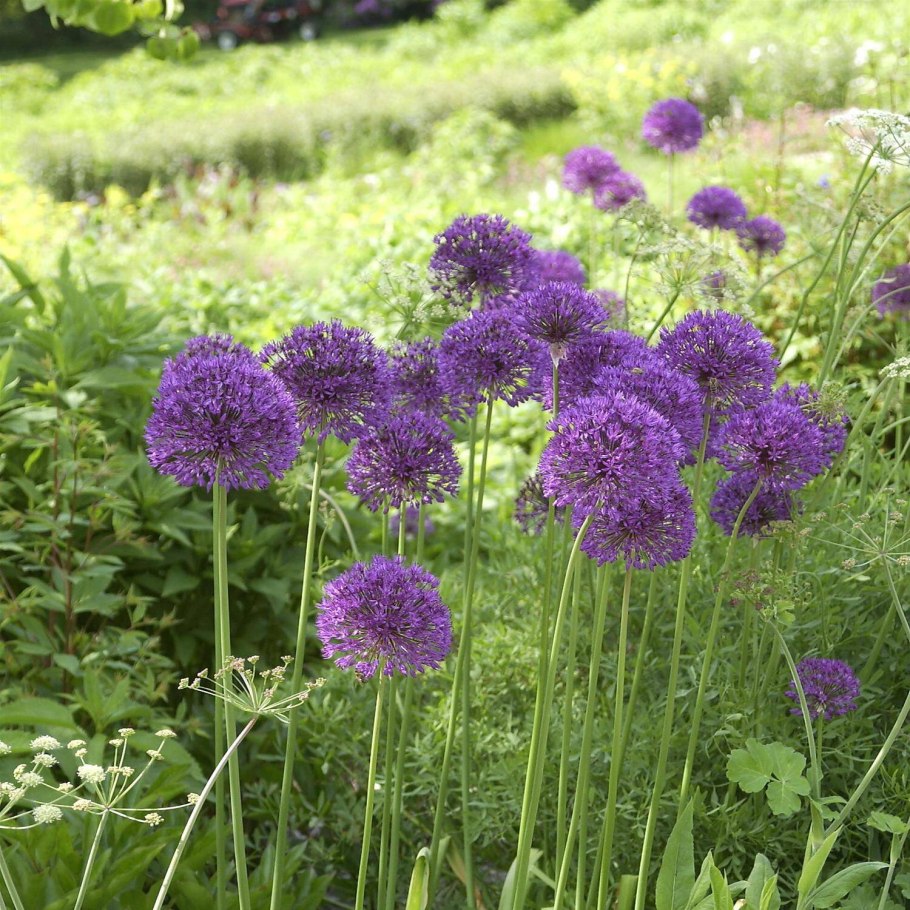 Декоративный лук многолетний