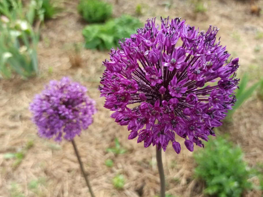 Аллиум саммер Бьюти