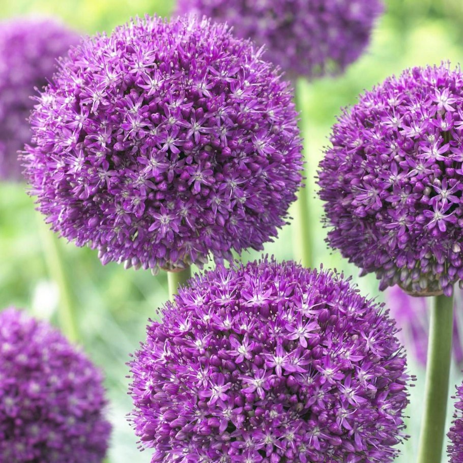 Аллиум Глоубмастер