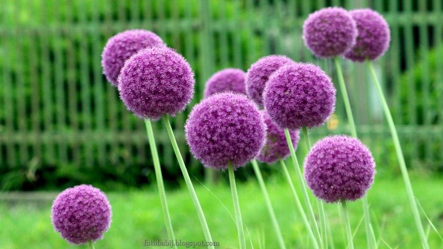 Декоративный лук аллиум Амбассадор