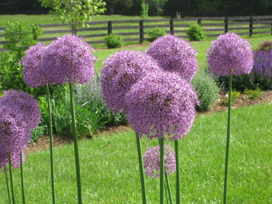 Аллиум Джанин