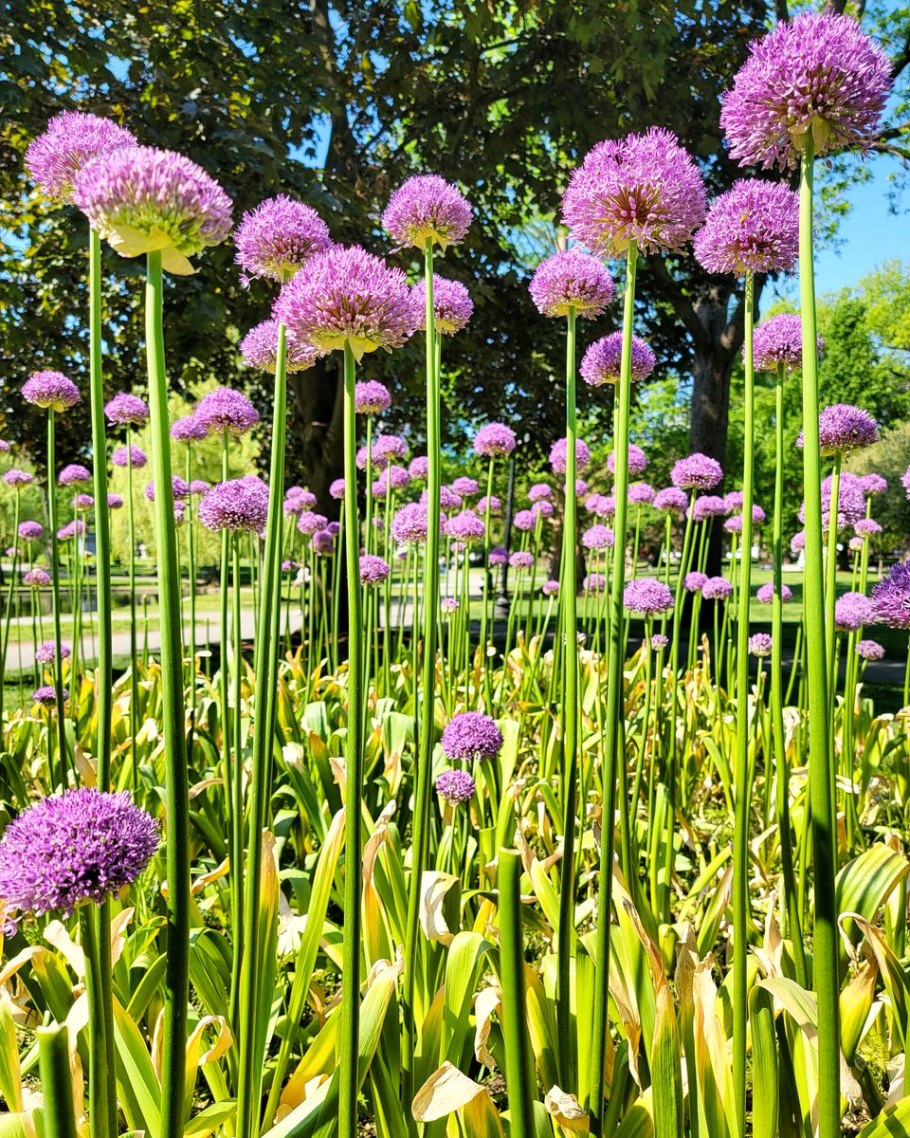 %Аллиум Шуберта аллиум