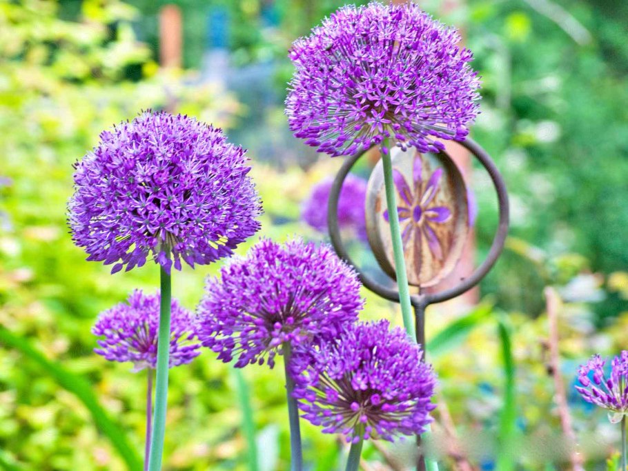 Лук батун фиолетовый