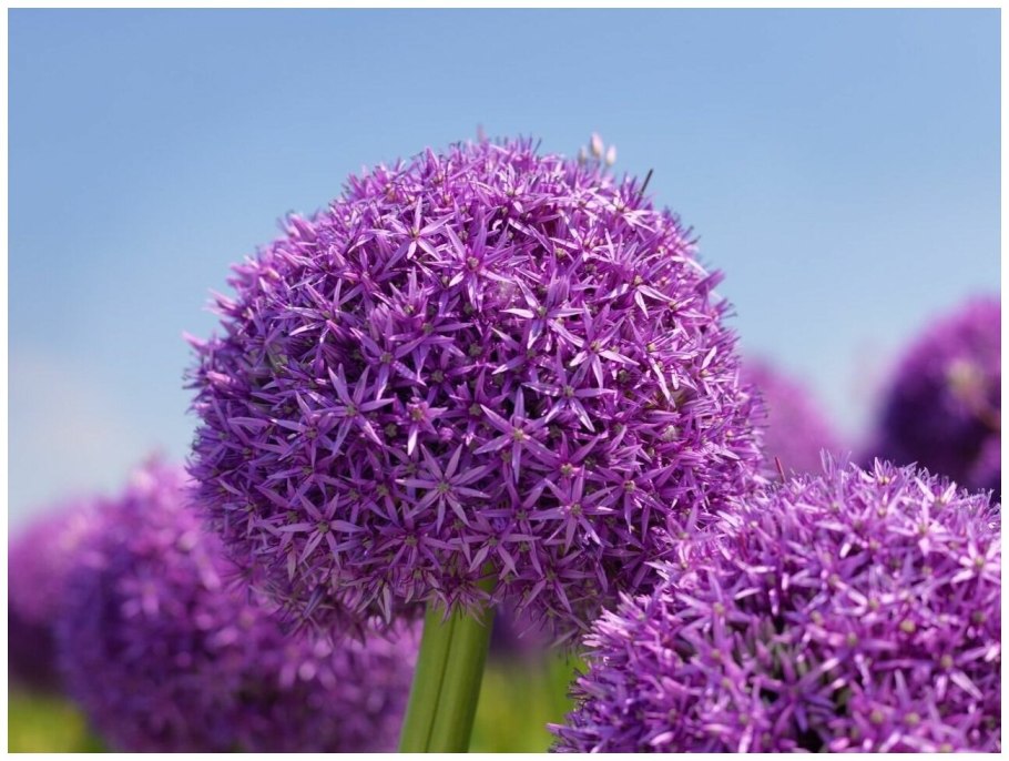 Allium atrosanguineum