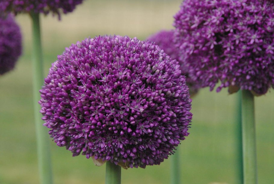 Аллиум Люси бол