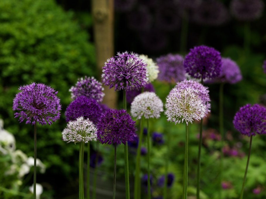 Аллиум гладиатор растение