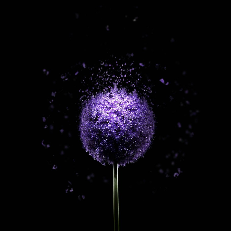 Аллиум Уайт Клауд