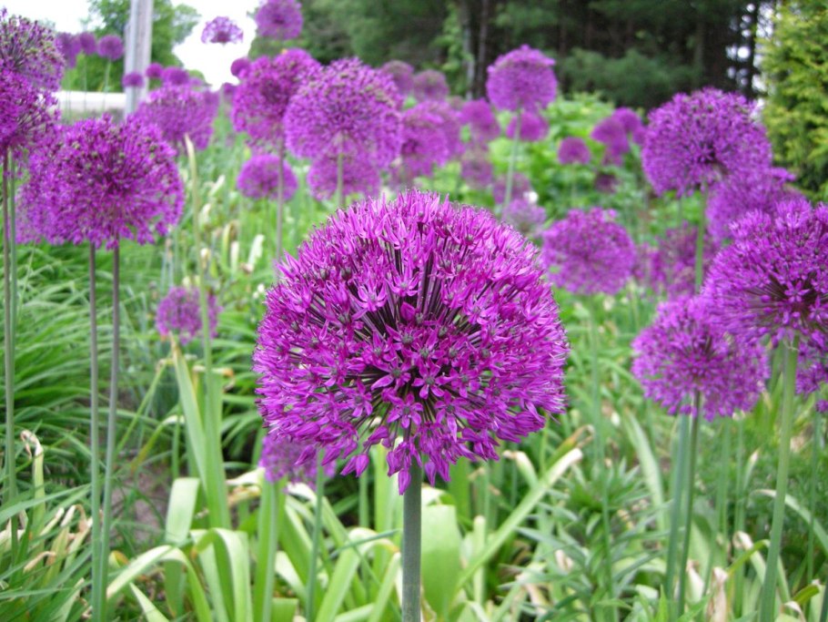 Аллиум или декоративный лук