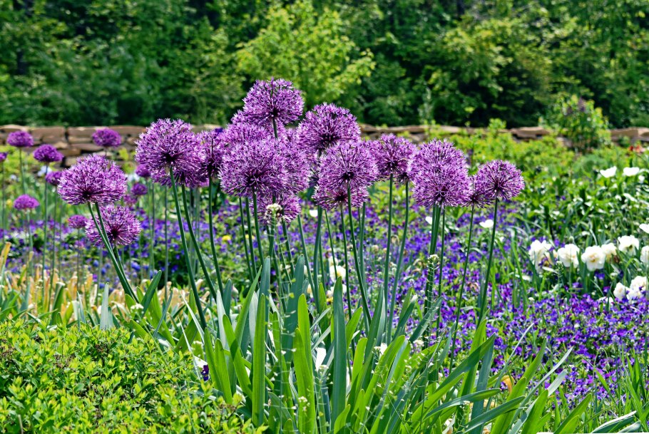 Лук декоративный остара