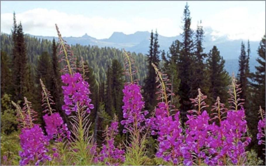 Иван чай цветение