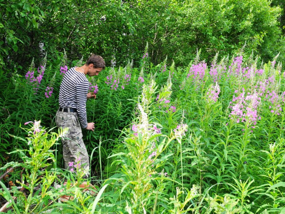 Кипер узколистный кипрей