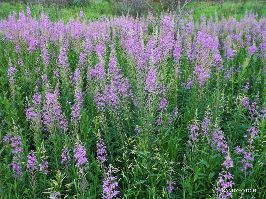 Иван-чай (кипрей)