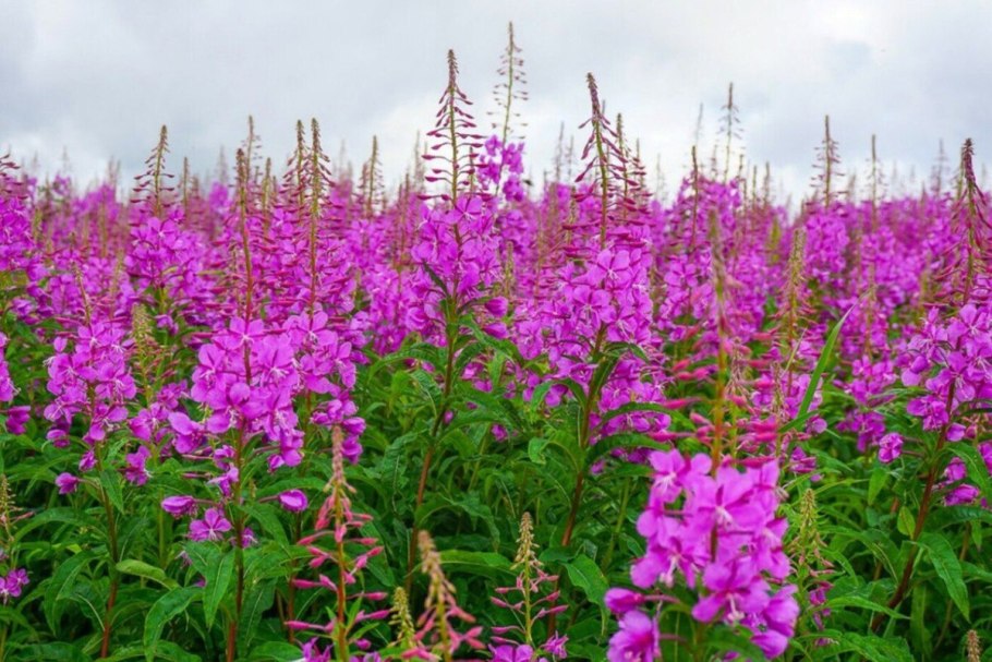 Кипрей узколистный Иван-чай