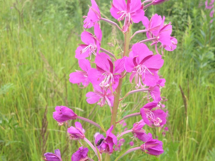 Кипрей узколистный молодые побеги
