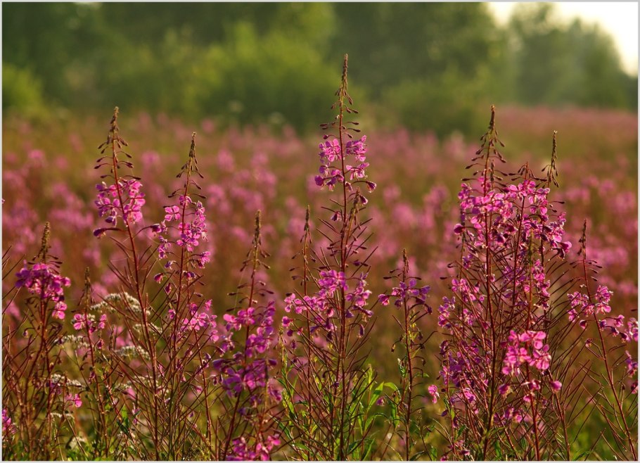 Кипрей узколистный