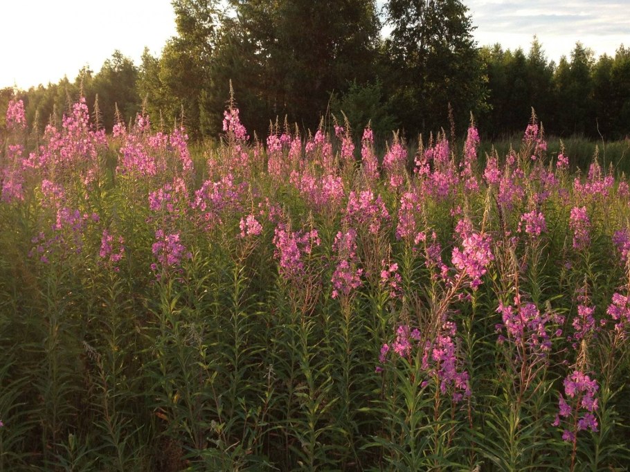 Иван-чай узколистный