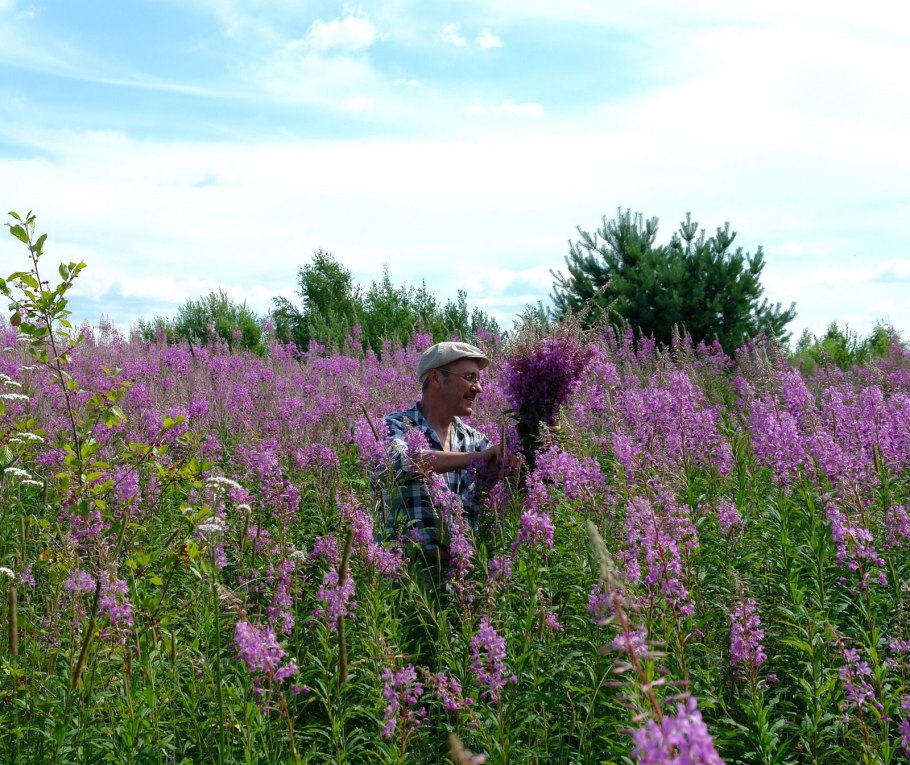 Кипрей узколистный