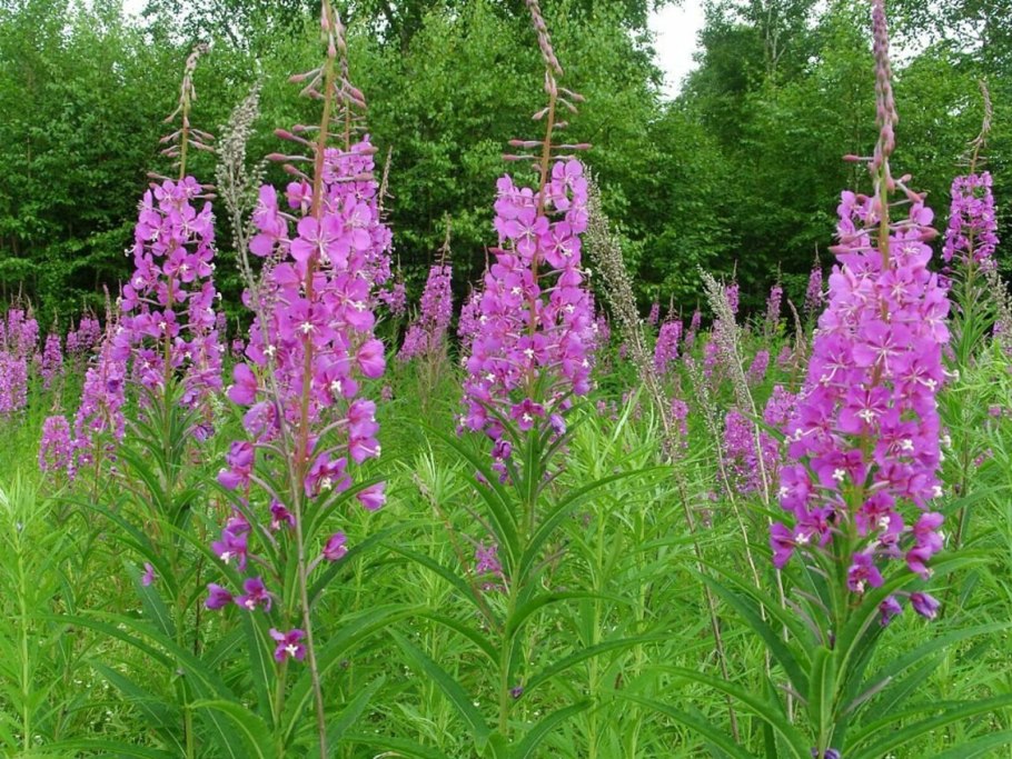 Кипрей дербенник