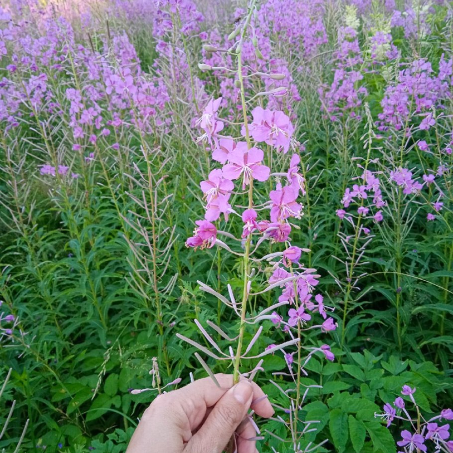 Дикорастущие растения Иван чай