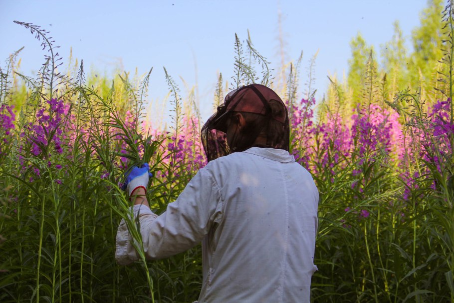 Иван чай в Ленинградской области