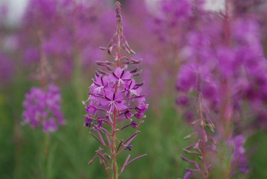 Иван-чай узколистный ареал
